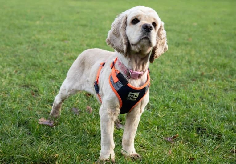 Disney, female 4yo Cocker Spaniel for adoption at PACT Animal Sanctuary