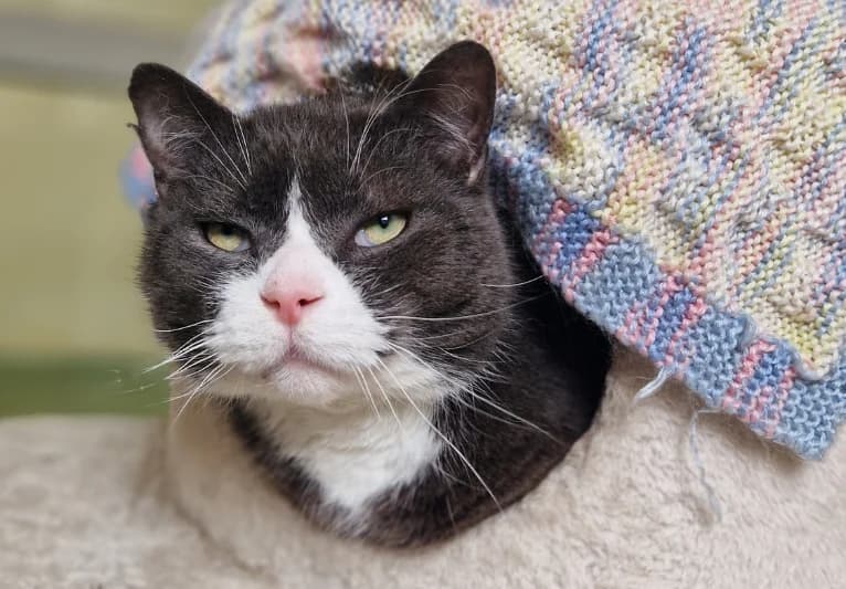 Earl, male 5yo Mixed Breed for adoption at PACT Animal Sanctuary