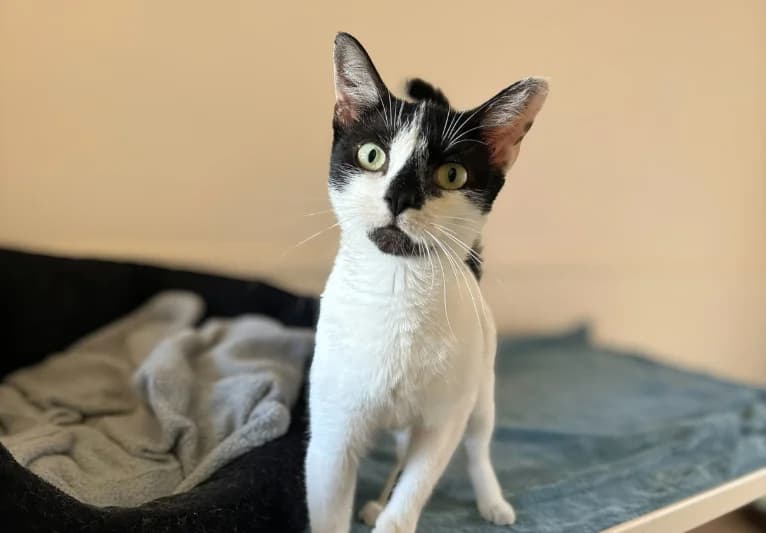 Hera, female young Mixed Breed for adoption at PACT Animal Sanctuary