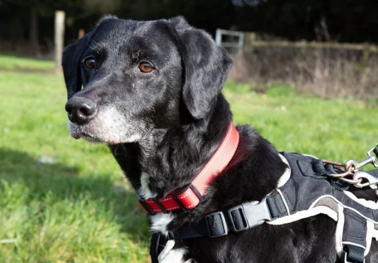 Holly, female senior Labrador Retriever for adoption at PACT Animal Sanctuary