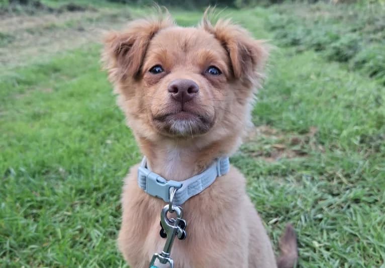 Juni, female puppy Pomeranian for adoption at PACT Animal Sanctuary