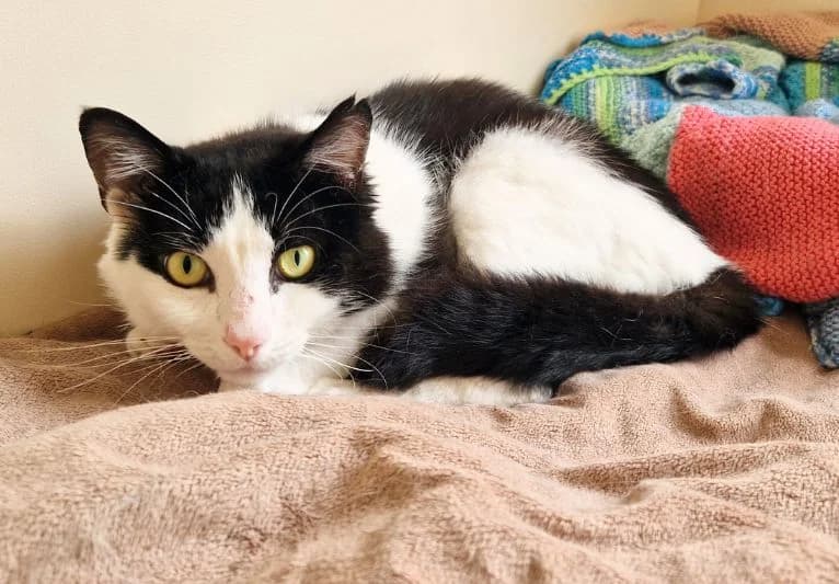 Khonsu, male young Mixed Breed for adoption at PACT Animal Sanctuary
