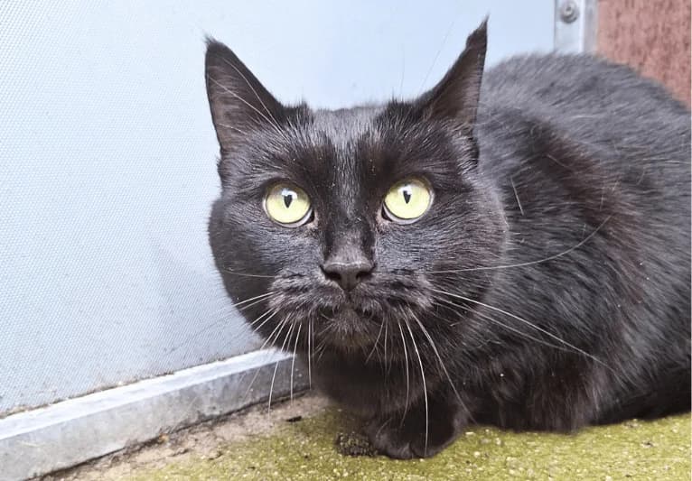 Leah, female senior Mixed Breed for adoption at PACT Animal Sanctuary