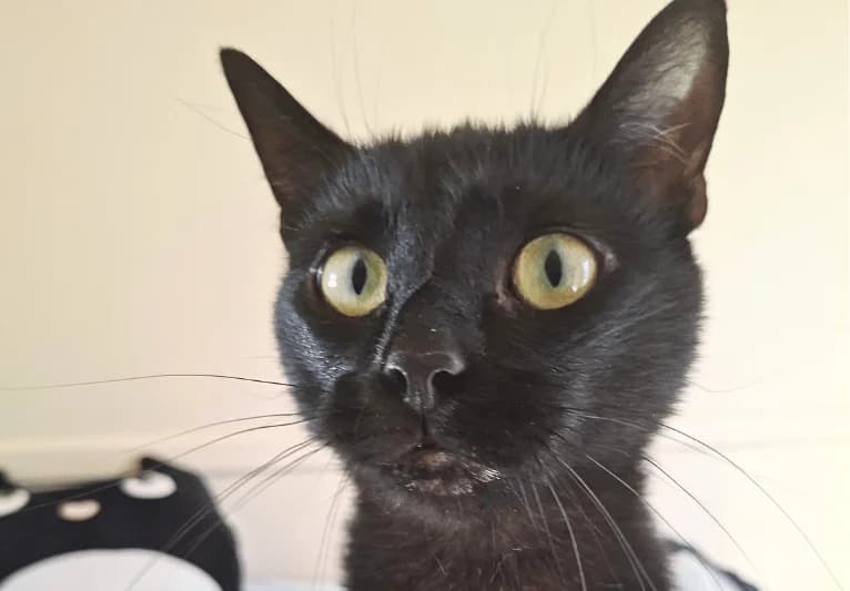 Luigi, male 3yo Mixed Breed for adoption at PACT Animal Sanctuary