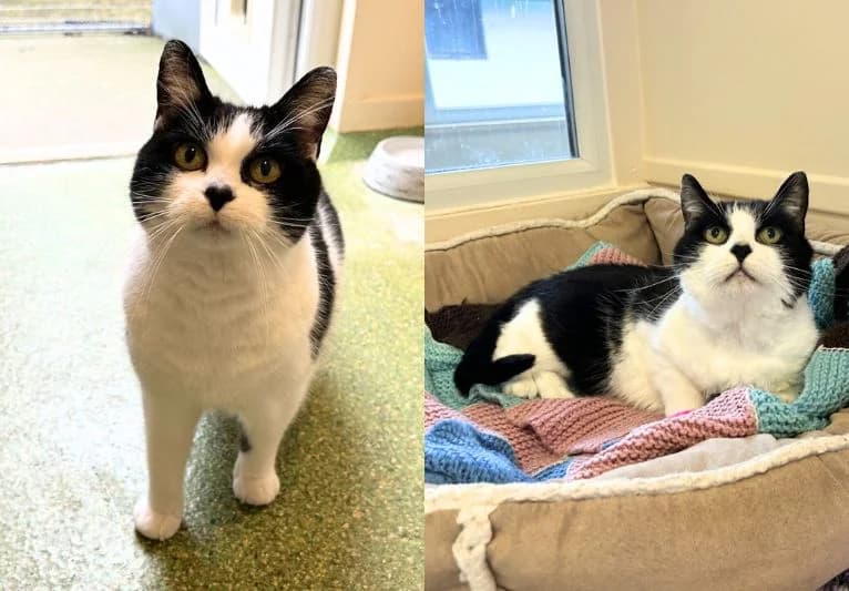 Lulu & Tizzy, female senior Mixed Breed for adoption at PACT Animal Sanctuary