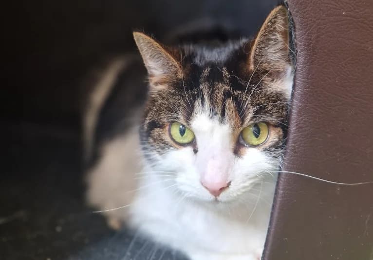 Millie, female senior Mixed Breed for adoption at PACT Animal Sanctuary