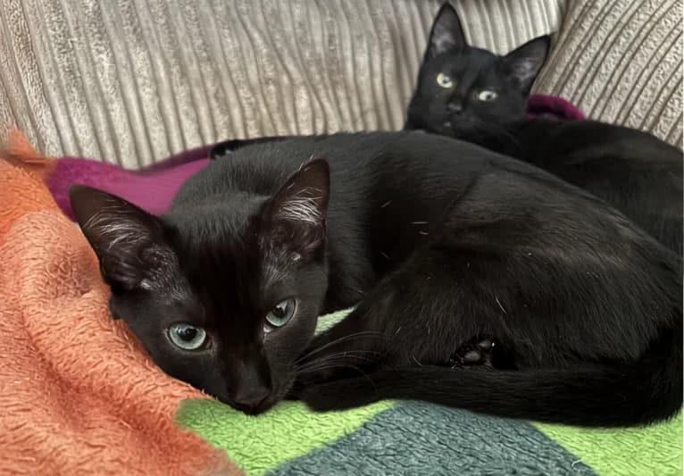 Moth & Cricket, female puppy Mixed Breed for adoption at PACT Animal Sanctuary
