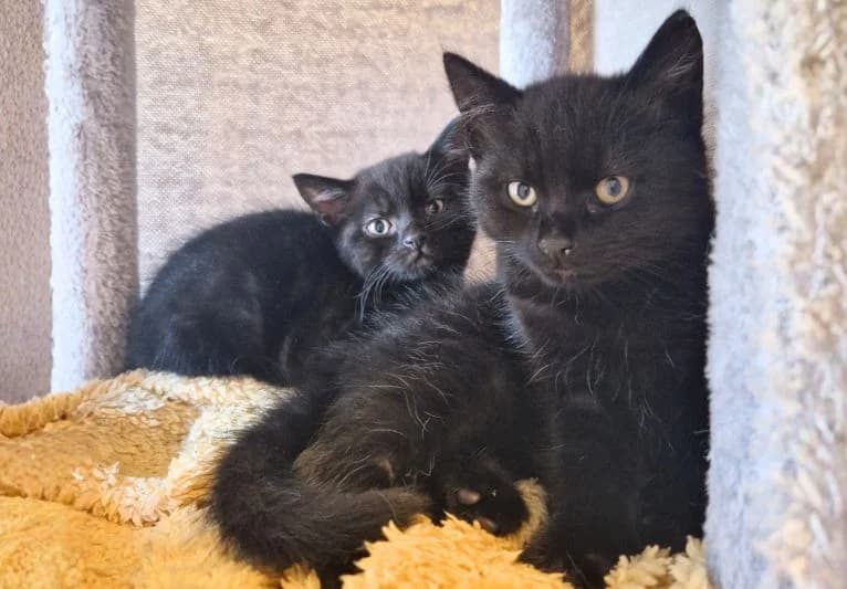 Oliver & Serena, female puppy Mixed Breed for adoption at PACT Animal Sanctuary