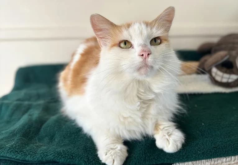 Pickle-Pie, male senior Mixed Breed for adoption at PACT Animal Sanctuary