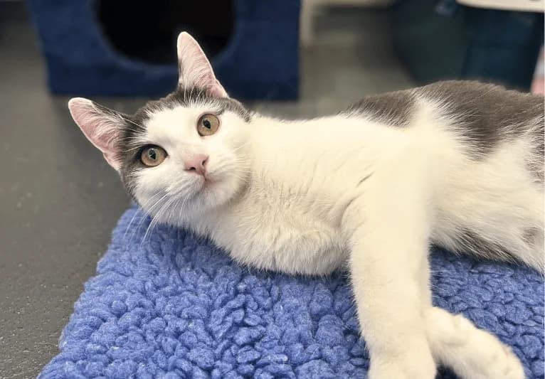 Pixie, female young Mixed Breed for adoption at PACT Animal Sanctuary