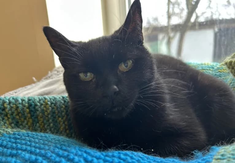 Rosie, female 5yo Mixed Breed for adoption at PACT Animal Sanctuary