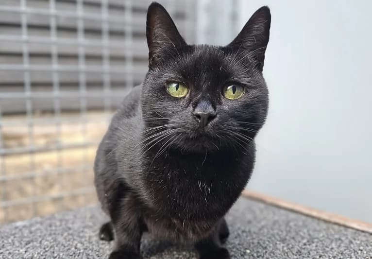 Rosie, female 5yo Mixed Breed for adoption at PACT Animal Sanctuary