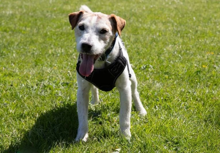 Rustee, male senior Jack Russell Terrier for adoption at PACT Animal Sanctuary