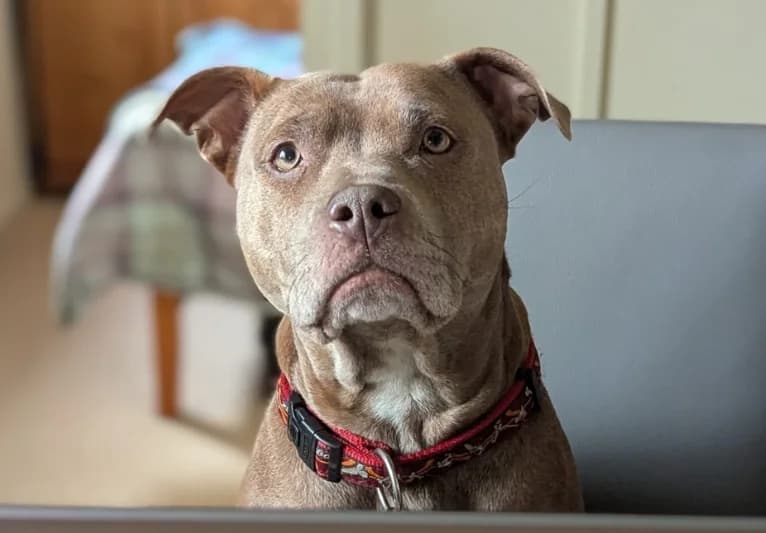 Storm, female 3yo Staffordshire Bull Terrier for adoption at PACT Animal Sanctuary