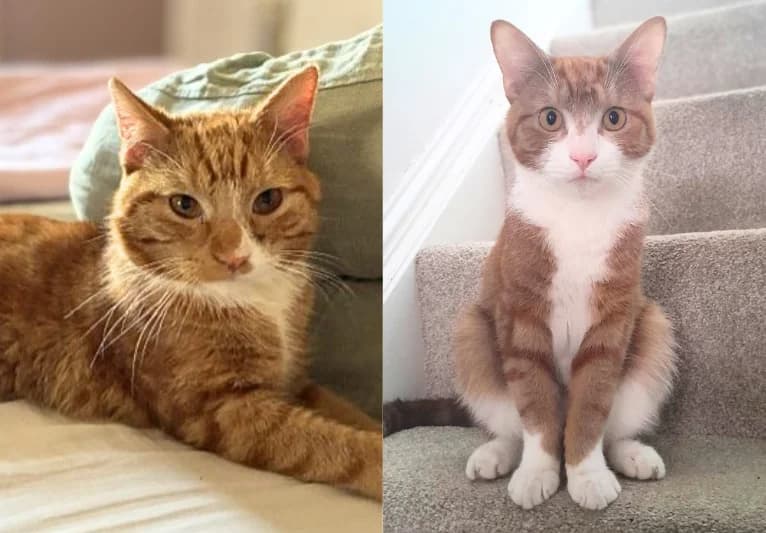 Taz & Thud, male young Mixed Breed for adoption at PACT Animal Sanctuary