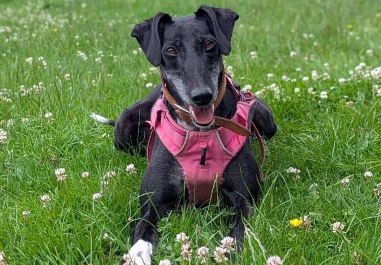 Willow, female Lurcher for adoption at PACT Animal Sanctuary