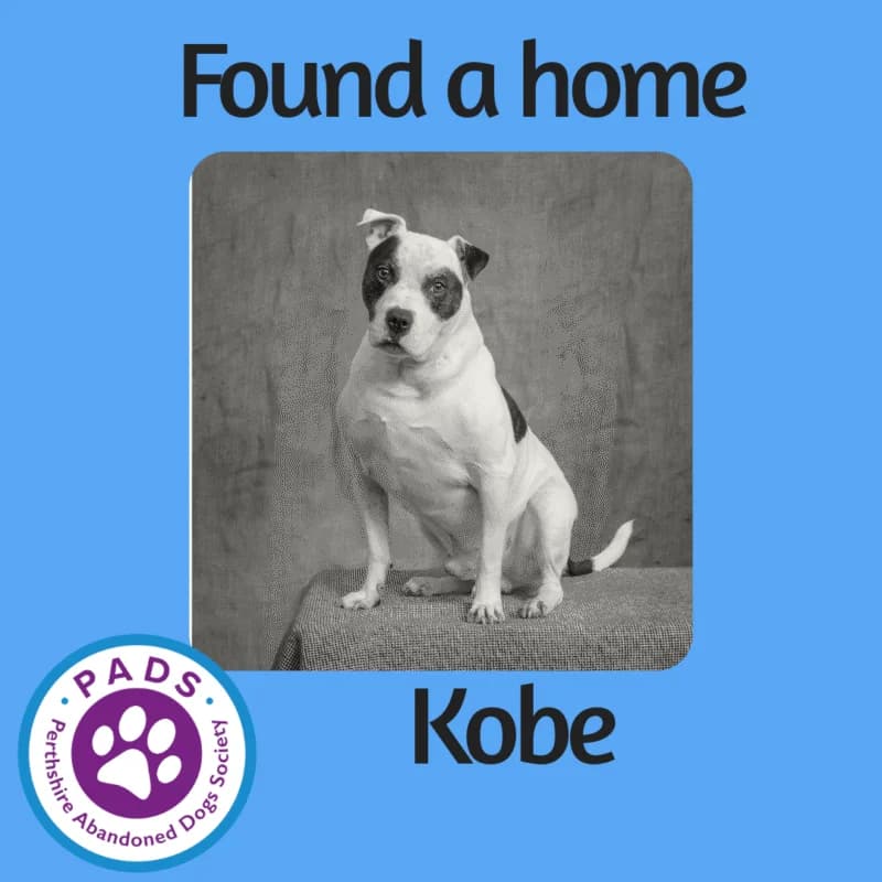Kobe, male senior English Bulldog for adoption at Perthshire Abandoned Dog Society, Perth