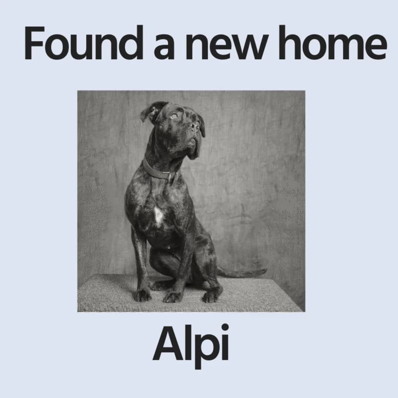 Alpi, young Cane Corso for adoption at Perthshire Abandoned Dogs Society