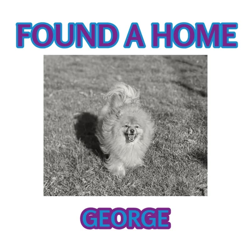 George, senior Pomeranian for adoption at Perthshire Abandoned Dogs Society