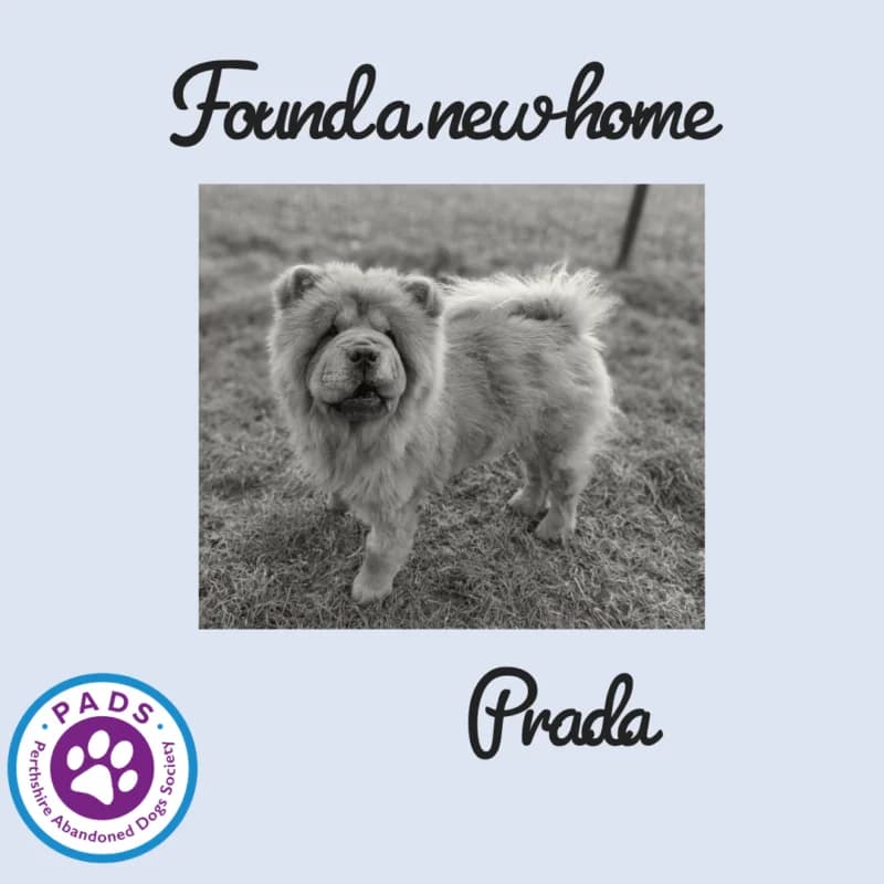 Prada, young Chow Chow for adoption at Perthshire Abandoned Dogs Society