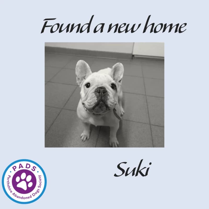 Suki, 4yo English Bulldog for adoption at Perthshire Abandoned Dogs Society