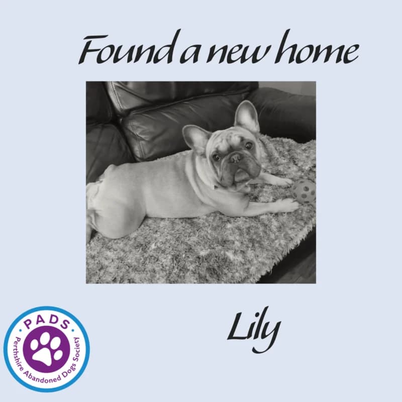 Lily, 3yo English Bulldog for adoption at Perthshire Abandoned Dogs Society