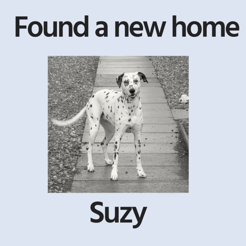 Suzy, senior Dalmatian for adoption at Perthshire Abandoned Dogs Society