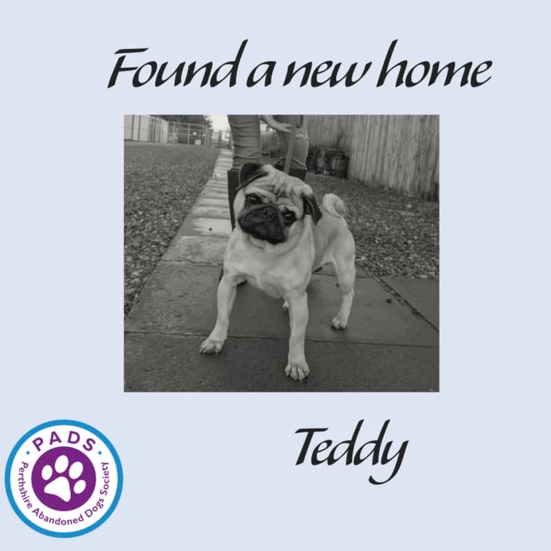 Teddy, young Pug for adoption at Perthshire Abandoned Dogs Society