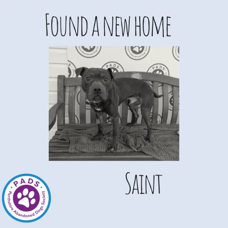 Saint, young Staffordshire Bull Terrier for adoption at Perthshire Abandoned Dogs Society