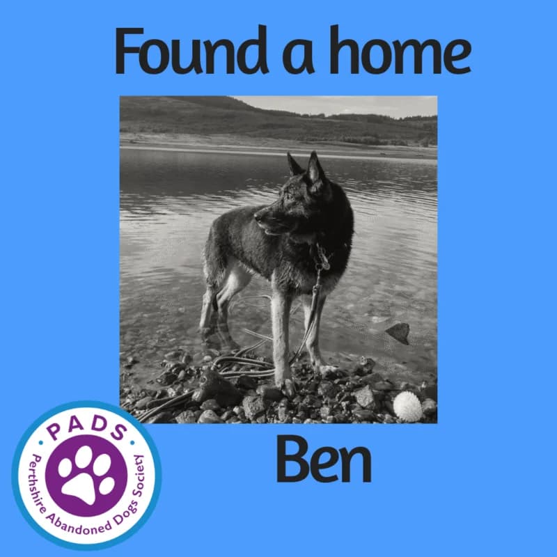 Ben, senior German Shepherd for adoption at Perthshire Abandoned Dogs Society