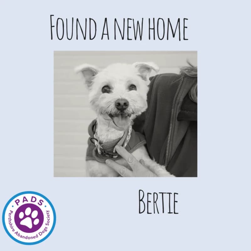 Bertie, 7yo West Highland White Terrier for adoption at Perthshire Abandoned Dogs Society