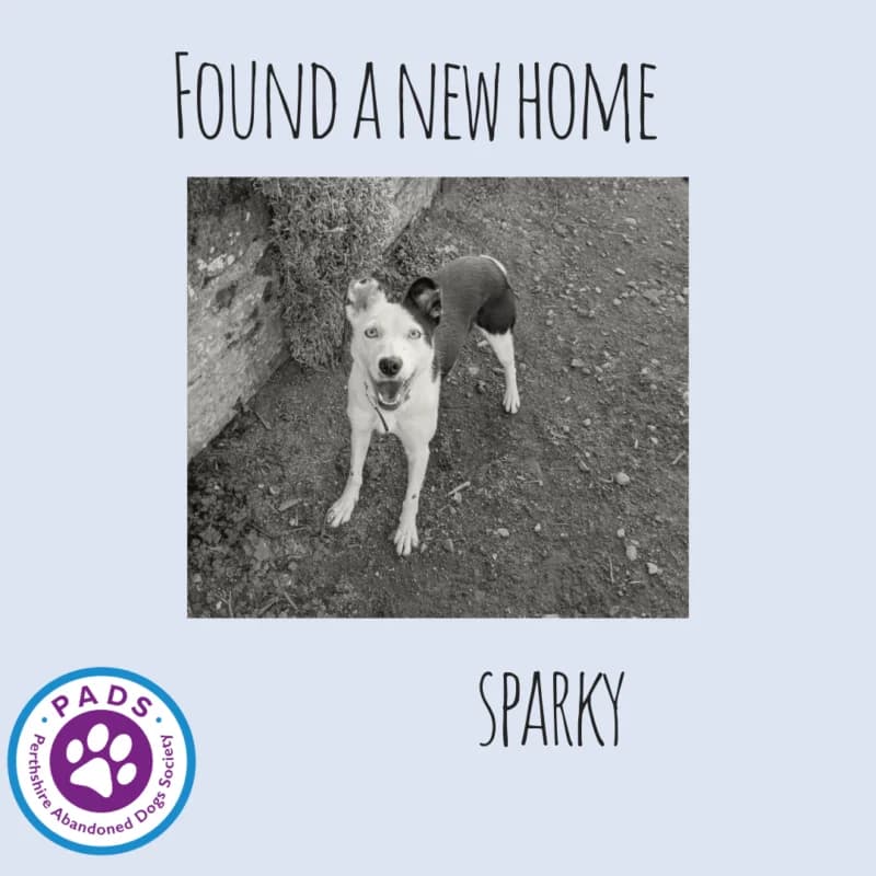 Sparky, young Collie for adoption at Perthshire Abandoned Dogs Society