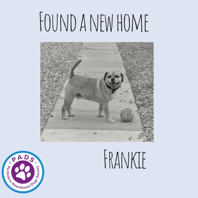 Frankie, 6yo Beagle for adoption at Perthshire Abandoned Dogs Society