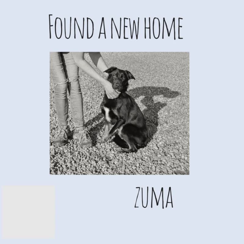 Zuma, puppy mixed breed for adoption at Perthshire Abandoned Dogs Society