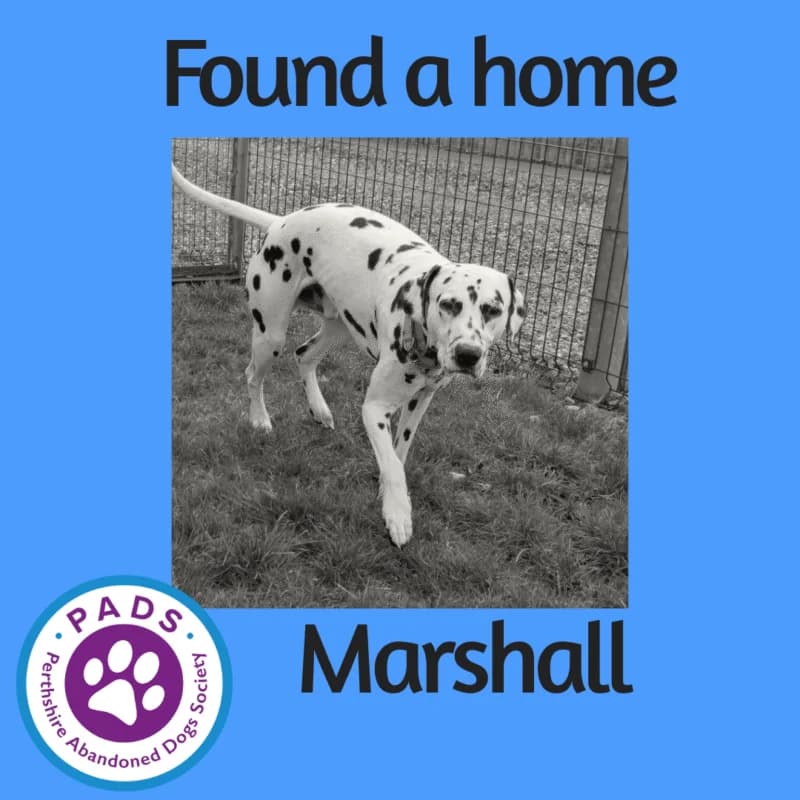 Marshall, male 6yo Dalmatian for adoption at Perthshire Abandoned Dog Society, Perth