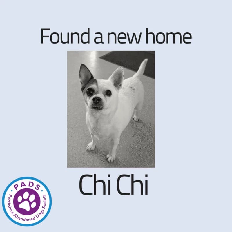 ChiChi, senior mixed breed for adoption at Perthshire Abandoned Dogs Society