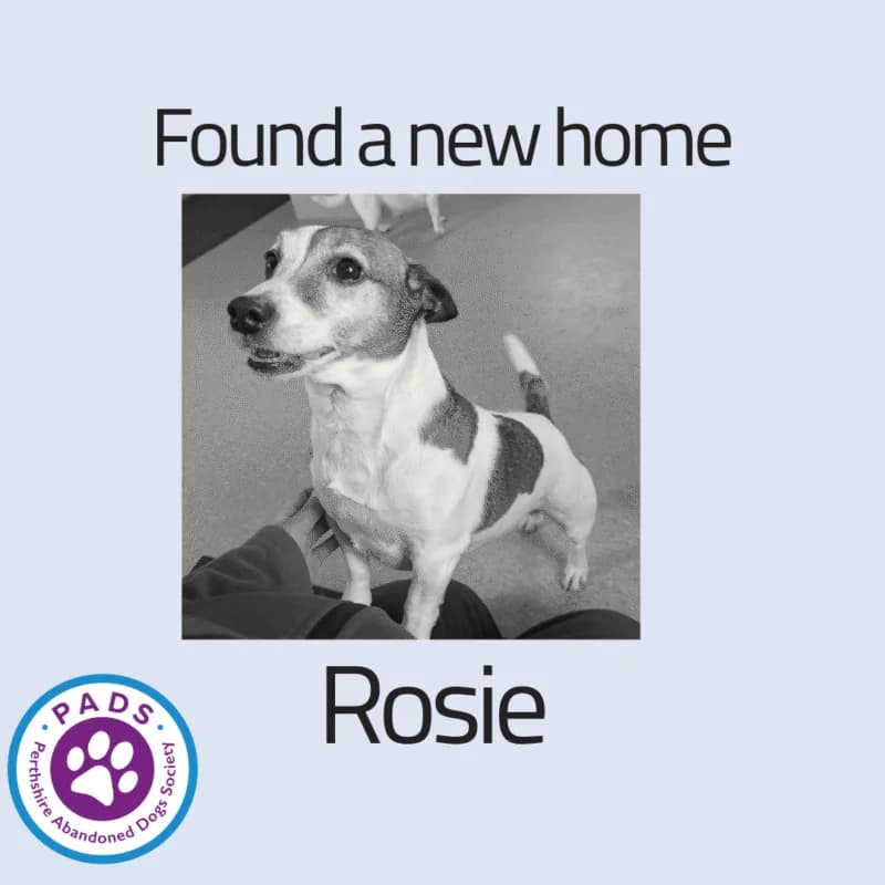 Rosie, senior Jack Russell Terrier for adoption at Perthshire Abandoned Dogs Society