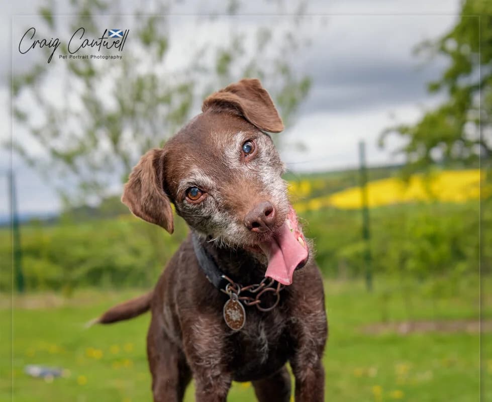 Willow, senior mixed breed for adoption at Perthshire Abandoned Dogs Society