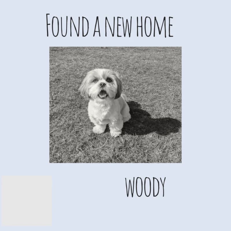 Woody, 3yo mixed breed for adoption at Perthshire Abandoned Dogs Society