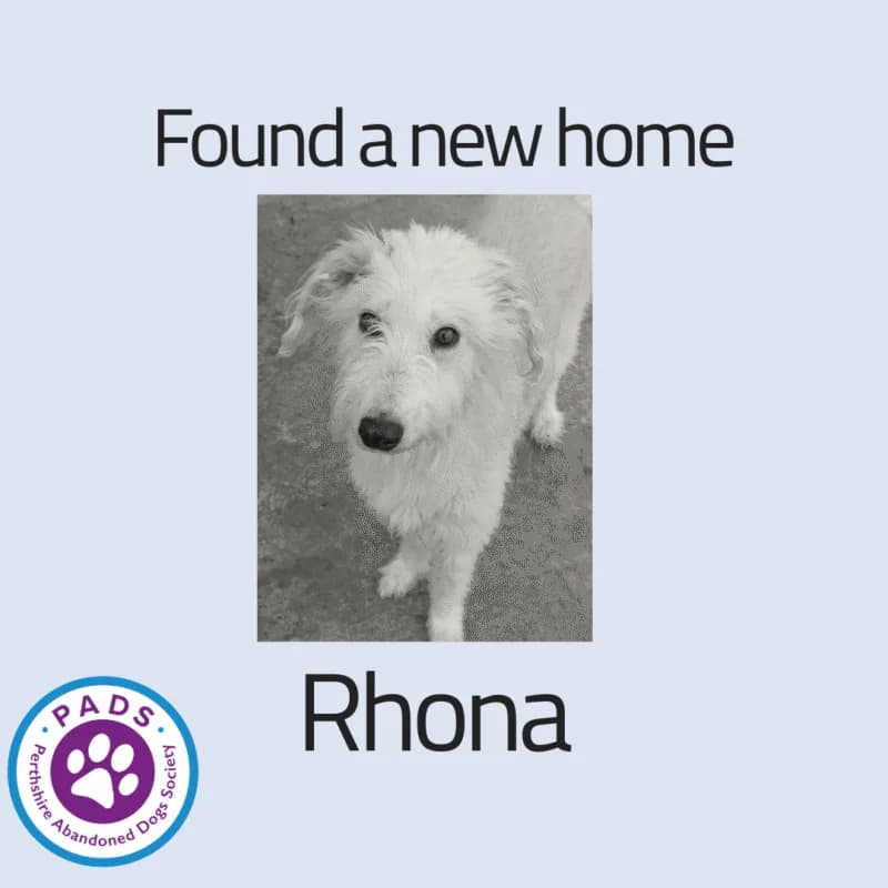Rhona, senior Lurcher for adoption at Perthshire Abandoned Dogs Society