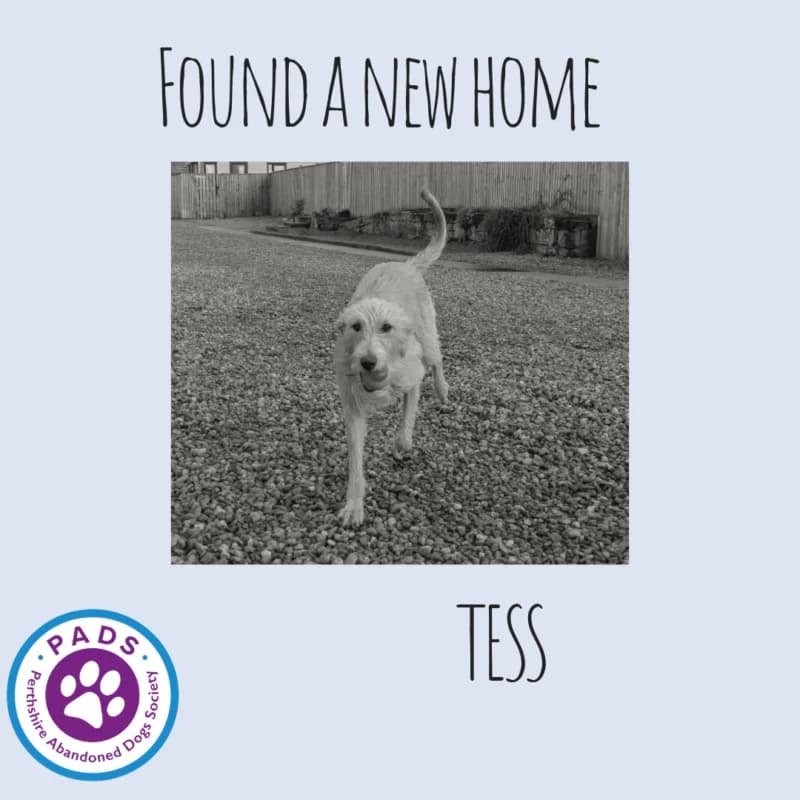 Tess, puppy Lurcher for adoption at Perthshire Abandoned Dogs Society
