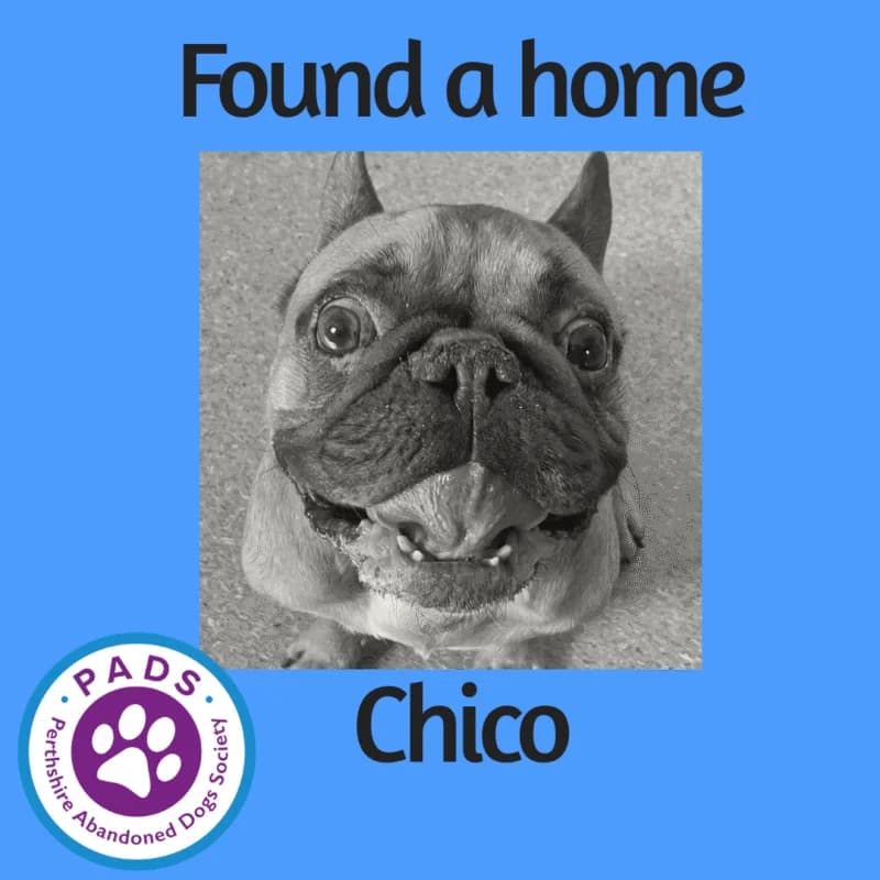 Chico, male 7yo French Bulldog for adoption at Perthshire Abandoned Dog Society, Perth