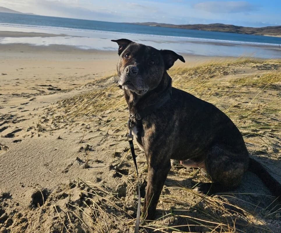 Harley, senior Staffordshire Bull Terrier for adoption at Perthshire Abandoned Dogs Society