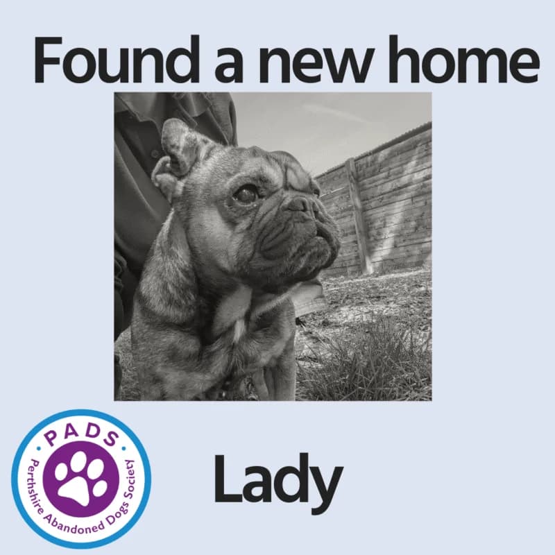 Lady, 7yo Pug for adoption at Perthshire Abandoned Dogs Society