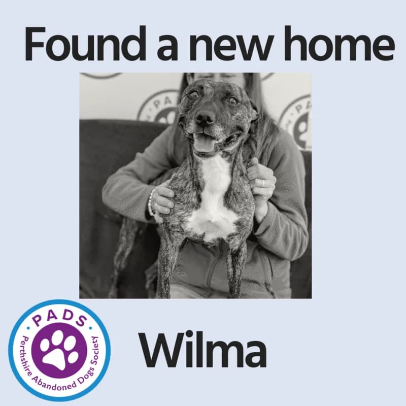 Wilma, 3yo Staffordshire Bull Terrier for adoption at Perthshire Abandoned Dogs Society