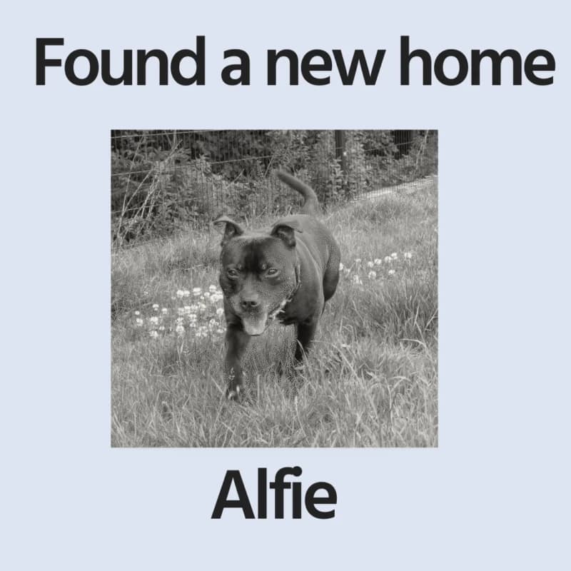 Alfie, senior Staffordshire Bull Terrier for adoption at Perthshire Abandoned Dogs Society