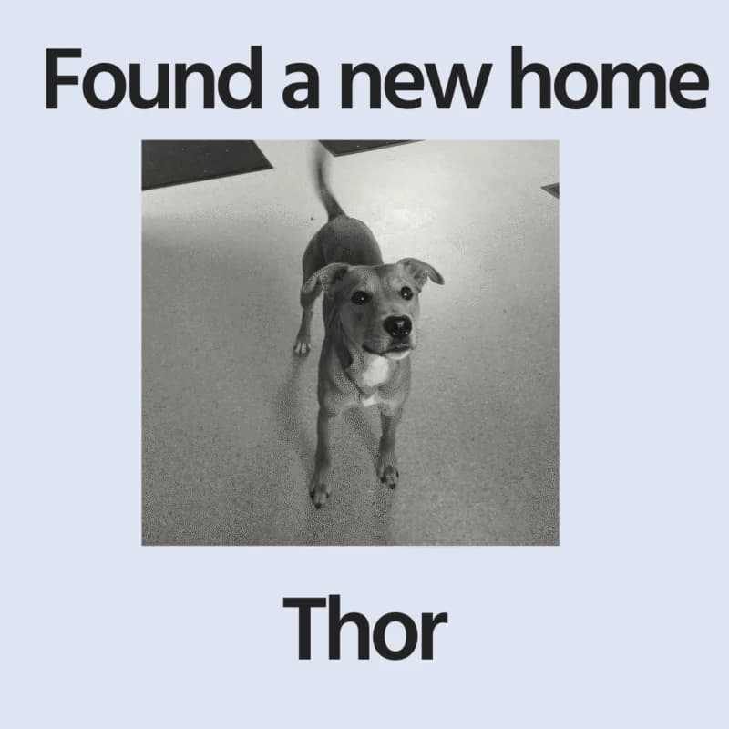 Thor, young Mixed Breed for adoption at Perthshire Abandoned Dogs Society