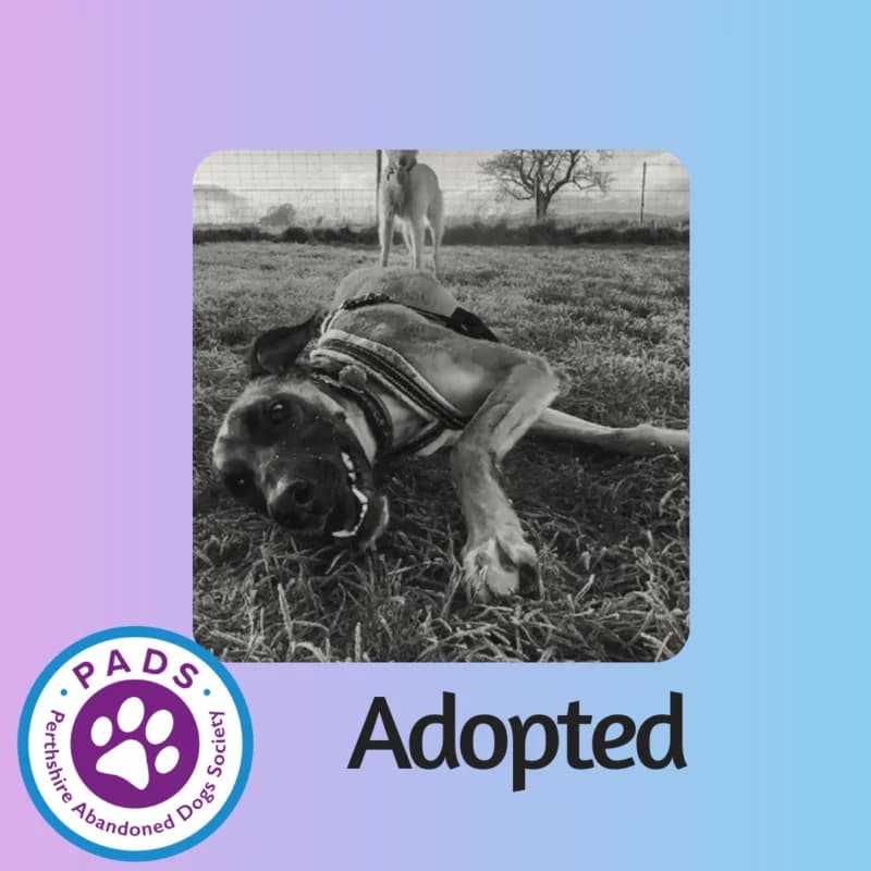 Ringo, young Lurcher for adoption at Perthshire Abandoned Dogs Society