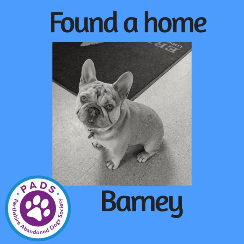 Barney, female 4yo English Bulldog for adoption at Perthshire Abandoned Dog Society, Perth