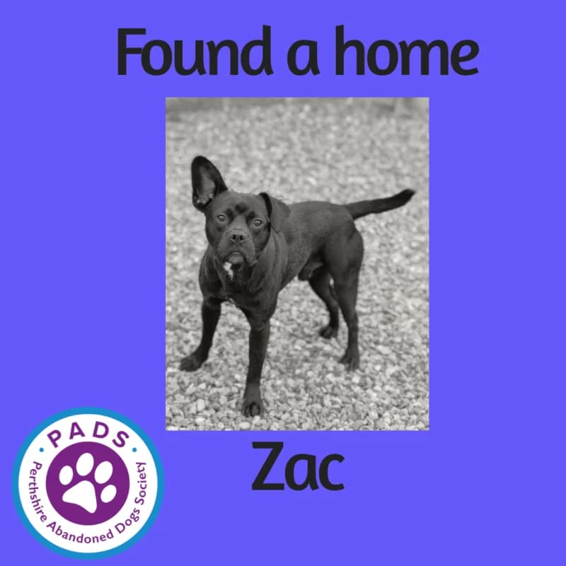 Zac, young mixed breed for adoption at Perthshire Abandoned Dogs Society